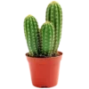 🌵