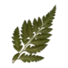 🍃