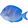 🐟