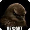 🐦