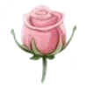 🌹