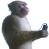 🐵