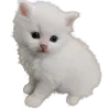 🐈