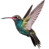 🕊️