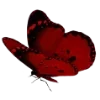 🦋