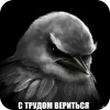 🐦