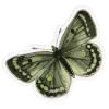 🦋