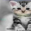 🐱