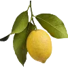 🍋