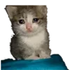 🥺