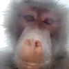 🐵
