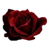 🌹