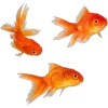 🐟