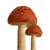 🤩