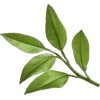🍃