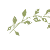 🌿