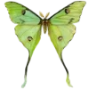 🦋