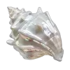 🐚