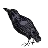 🐦‍⬛