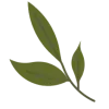 🌿