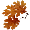 🍂