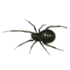 🕷️