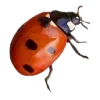 🐞