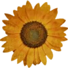 🌻