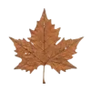🍁
