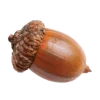 🌰