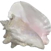 🐚