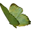 🦋