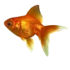 🐟