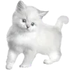 🐱
