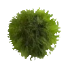 🌳