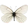 🕊️