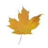 🍁