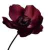 🌹