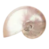 🐚