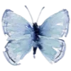 🦋
