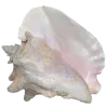 🐚