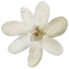 🌼