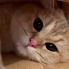😴