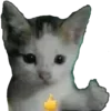 😽