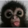 🐵