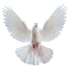 🙏
