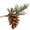 🌲