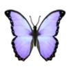 🦋
