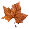 🍂