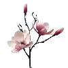 🪷